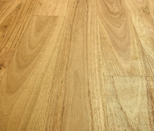 Blackbutt Preference Engineered