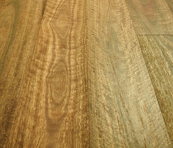 Spotted Gum Preference Engineered