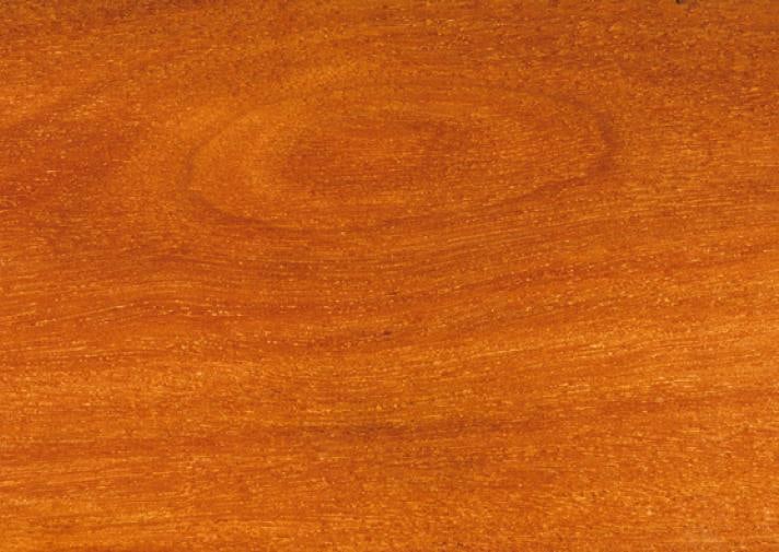 American Hard Maple