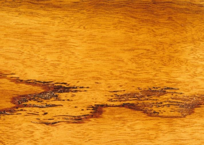 New England Blackbutt
