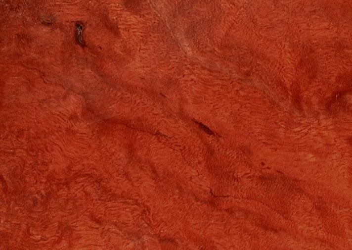 River Red Gum