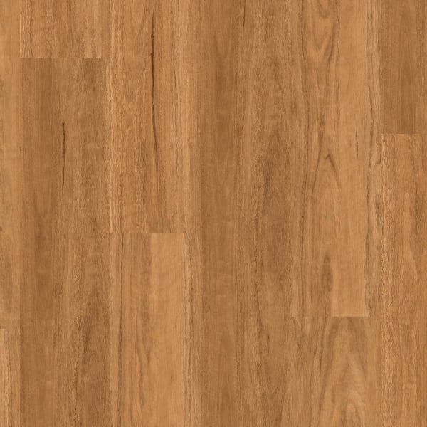 Coastal Spotted Gum