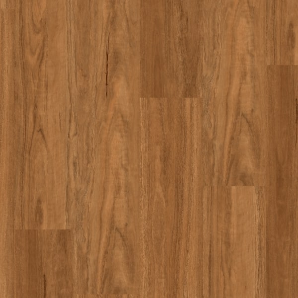 Northern Spotted Gum