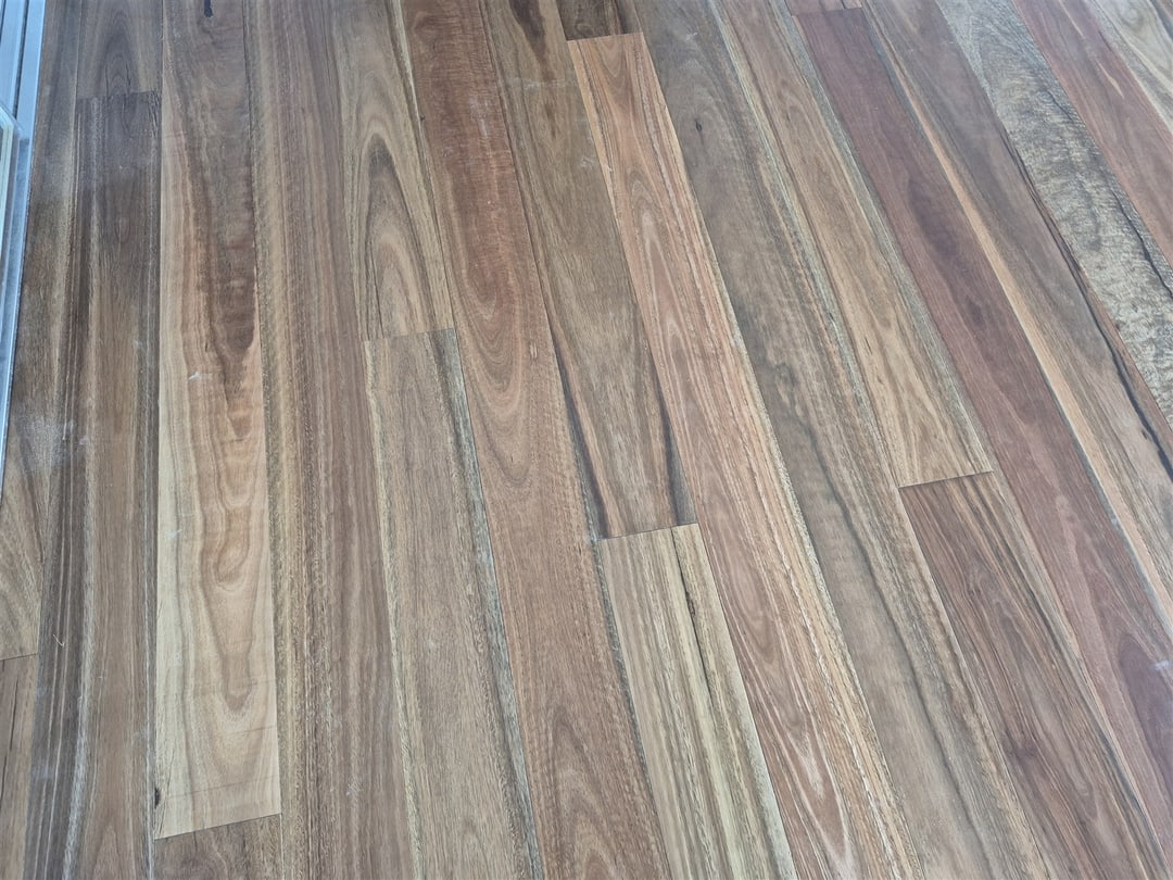 Close view of spotted gum colour variation, Brisbane